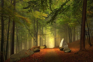 Beautiful Forest   (