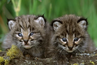 Baby animals wallpapers hd 25.jpg