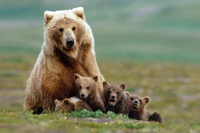 Nature, Animals, Grizzly Bears, Bears, Baby Animals, Field, Grass ...