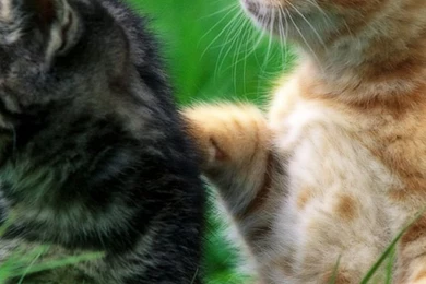 Baby Cats iPhone 6 Plus Wallpapers 30572   Animals iPhone 6 Plus ...