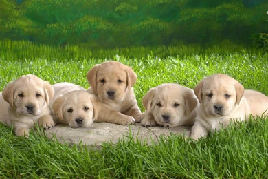 Jestingstock.com Yellow Lab Puppy Wallpapers