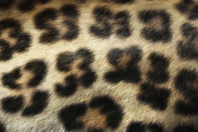 Attractive Ps Vita Wallpapers Cheetah Print