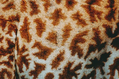 Wallpapers Monday [202] – Animal Print