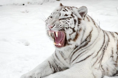 Download Wallpapers 1920x1080 White Tiger, Snow, Predator, Mouth ...