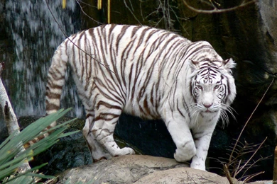 White Tiger Image Wallpapers Hd Stay1014