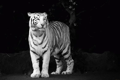 White Tiger Computer Wallpapers, Desktop Backgrounds