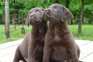 Wildrose Kennels   Free Montly Retriever Wallpapers