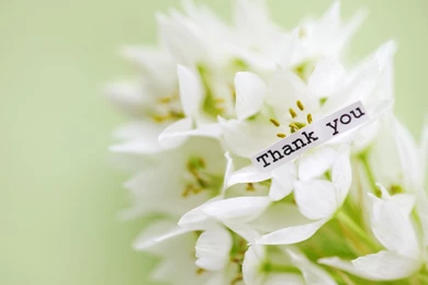 Hd Thank You Wallpapers   Wallpaperss HD