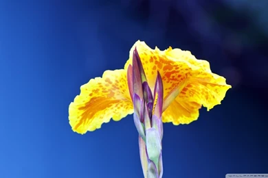 Natural Beauty HD Desktop Wallpapers : Widescreen : High Definition ...