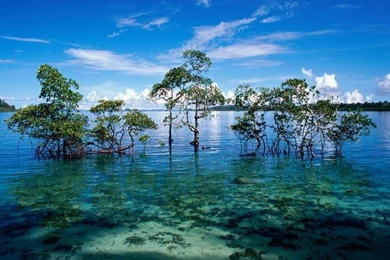 Havelock Island Wallpapers