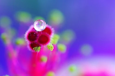 Beautiful Summer Morning Dew Tablet Wallpapers   1280x800 IWallHD ...