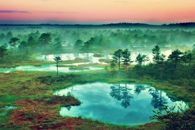 Search Results For “4K Ultra HD Flowers Wallpapers, Desktop ...