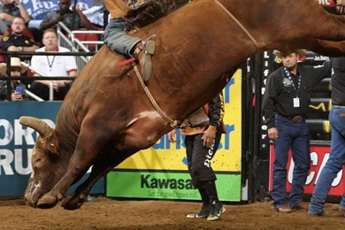 TOP BULL SCORE: Bushwacker 48.25 Points (PBR)   YouTube