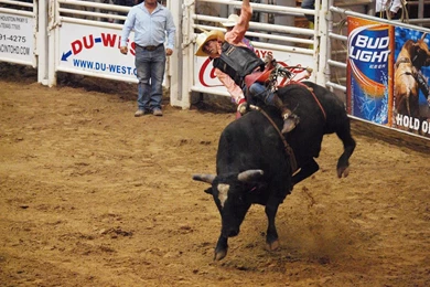 Pasadena Texas Day 2 PBR Bullriding Pasadena Livestock Show And ...