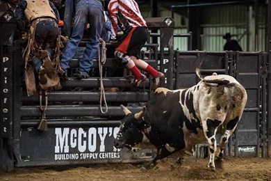 American Bucking Bulls Inc.” » Jeffrey K. Edwards
