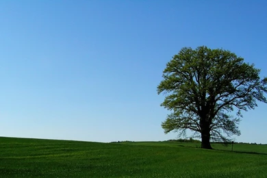 XP With Tree Wallpapers By Dynkavit On DeviantArt