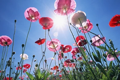 Blooming Flowers Under Sunshine (Vol.1) 1440x900 NO.4 Desktop ...