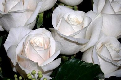 Wallpapers Of Roses   Roses Wallpapers (9429403)   Fanpop