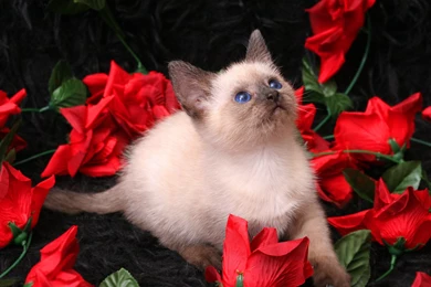 Cavalier Of Roses Wallpapers And Images   Wallpapers, Pictures, Photos