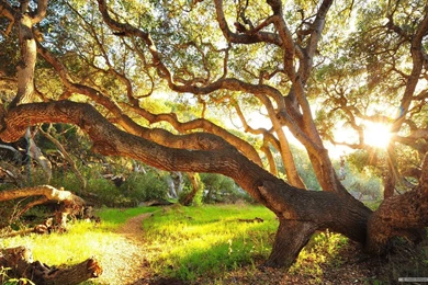 Free Wallpapers   Free Nature Wallpapers   Sunshine And Trees 2 ...