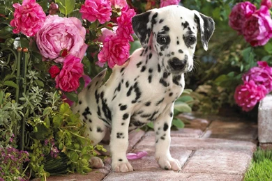 Cute Dalmatian Puppies Wallpapers Download Free In 1600x1200PX ...