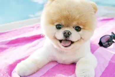 Free Download Very Cute Dog Puppies Wallpaper Images Pictures In ...