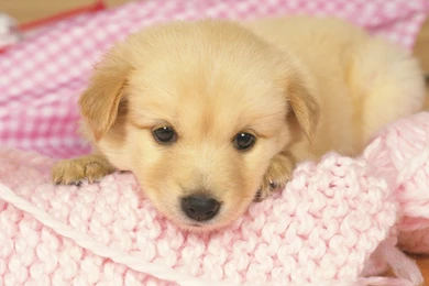 Cute Puppy HD Desktop Wallpapers H3C