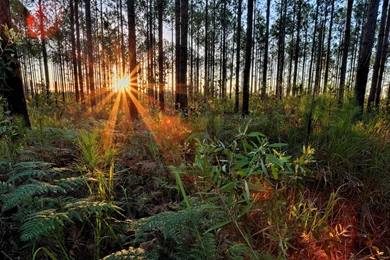 Sunshine Through The Trees Wallpapers 30258