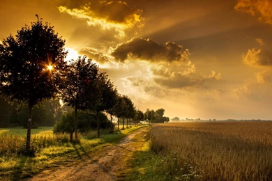 Wheat Field Wallpapers