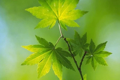 Green Leaves In Hd Quality For Apple iPhone 6 Wallpapers   HD ...