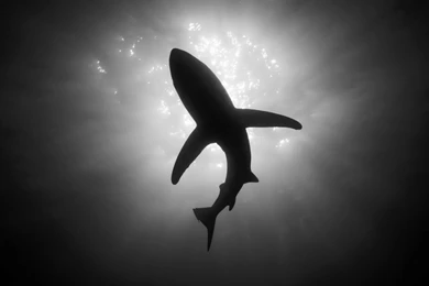 Jestingstock.com Black Sea Wallpapers