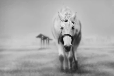 The Lonely White Horse Wallpapers