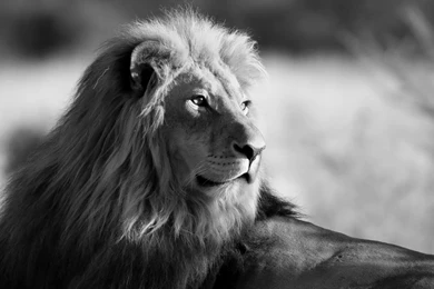 Lion Wallpapers Black And White Images