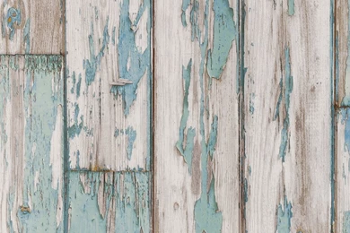 Wild Garden Wallpapers By Clarke & Clarke