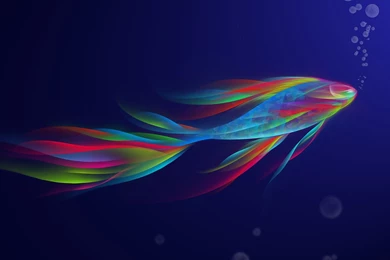 Rainbow Fish, Design, Creative, Betta, 1920x1080 HD Wallpapers And ...