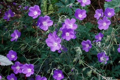 Geranium Garden Wallpapers