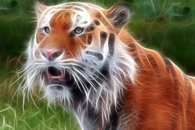 Cool 3D Animal Backgrounds Wallpapers HD 10 Hd Backgrounds Hd ...