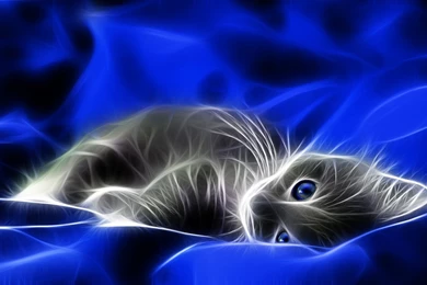 Animal Cat Sleep 3D Wallpapers HD