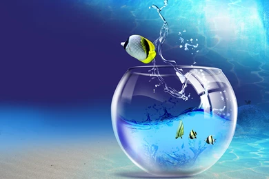 3d Animal Wallpapers 3d Fish Wallpapers   HD Beautiful Desktop ...