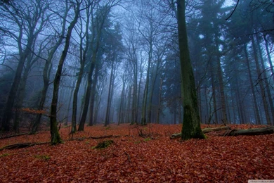 November In Forest HD Desktop Wallpapers : Widescreen : Fullscreen ...