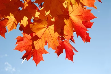 Sweet November By Obscureillusion On DeviantArt