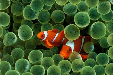 Images, Kusmnxeq, Lenovo, Hacrrckosjpmu, Miswmcyx, Leondel ...