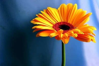 Awesome Plants HD Wallpapers.