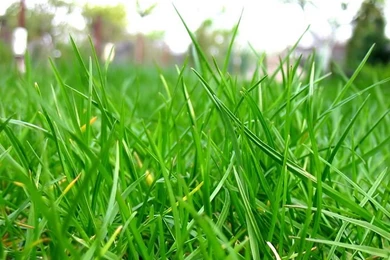 Vista Plants Wallpapers (Vol.6)   Wallcoo.net