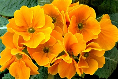 Wild Petunia, Lantana Camara & Pink Rose   Plants & Flowers ...