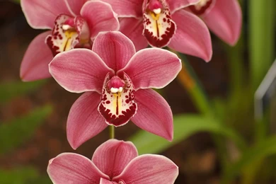 Flowers Plants Wallpapers   (