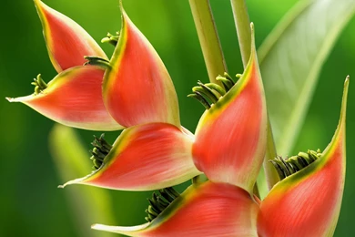 Pictures Of Plants And Flowers   All Wallpapers New