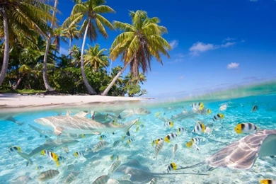 Tropical Scenery, Sea, Beach, Palm Trees, Fish, Sharks Wallpapers ...