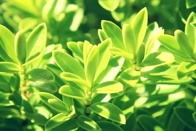 Fresh Plants Wallpapers Android Apps And Tests AndroidPIT