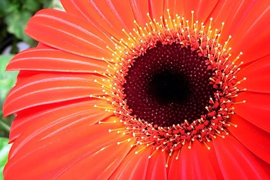 Vibrant!   Flowers Wallpapers (248214)   Fanpop